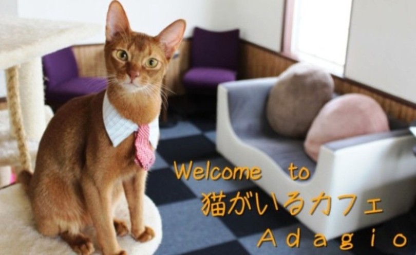 Welcome to 猫がいるカフェ　Adagio
