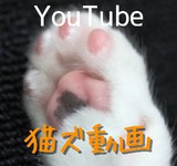 YouTubeで猫ズ動画を見る！