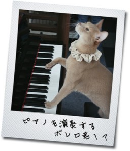 ボレロ君
