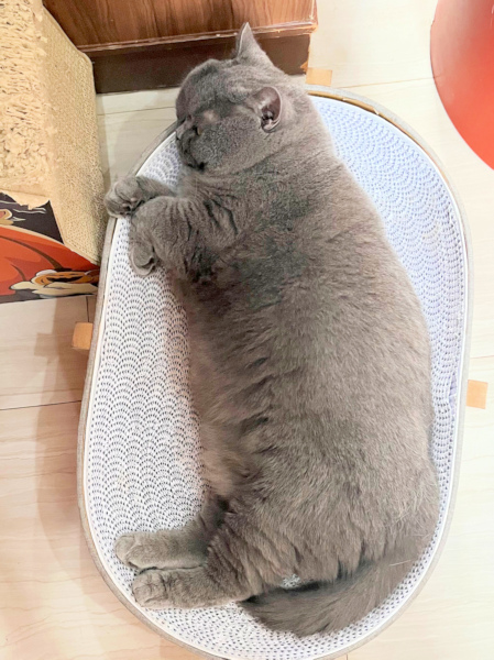 画像の説明
