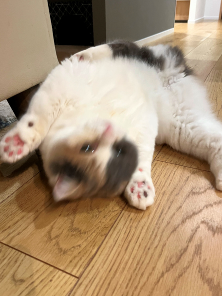 画像の説明