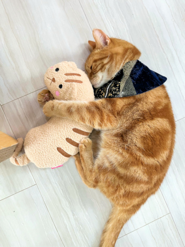 画像の説明