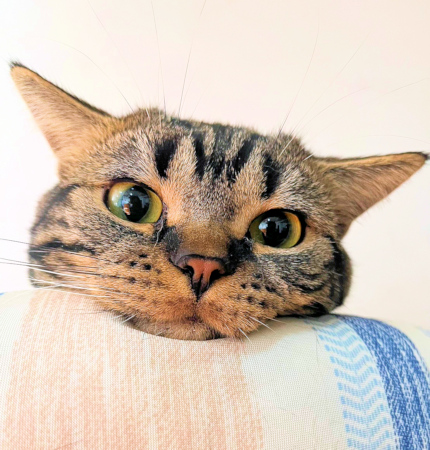 画像の説明 画像の説明