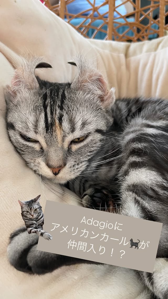 画像の説明