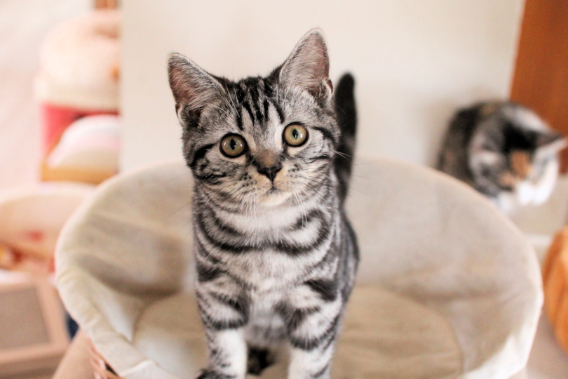 浜松注染♥猫♥矢羽根♥淡いくすみブルー♥浴衣♥早い者勝ち♥ネコねこ ねこやしきもふもふ | 浴衣娘👘｡:°ஐ..♡* 𝐺𝑜𝑜𝑑