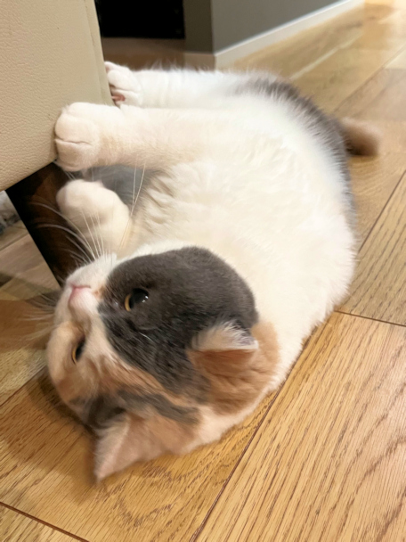 画像の説明