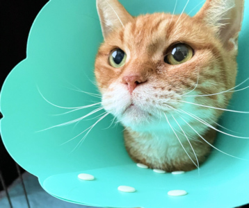 画像の説明 画像の説明