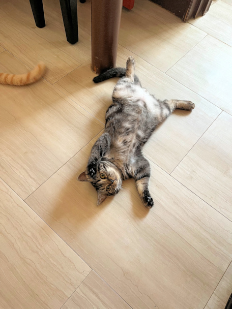画像の説明