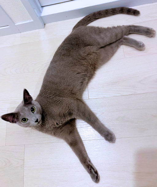 画像の説明