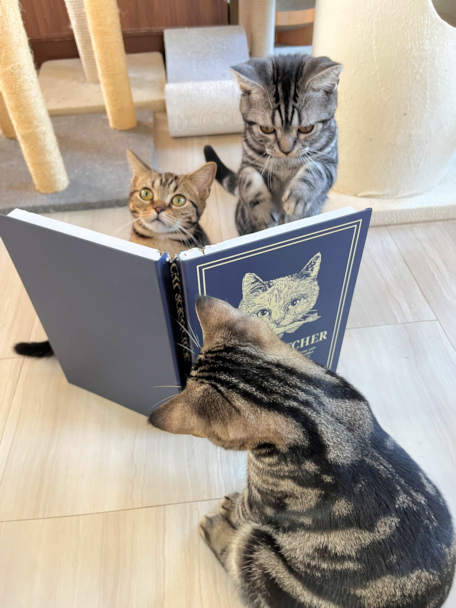 画像の説明