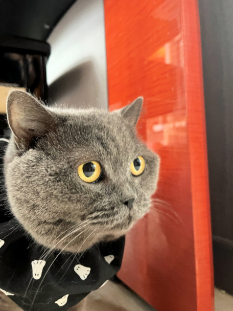 画像の説明 画像の説明