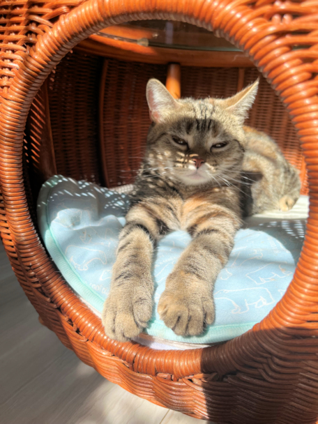 画像の説明 画像の説明