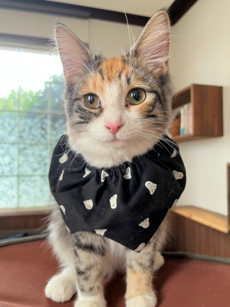 画像の説明 画像の説明