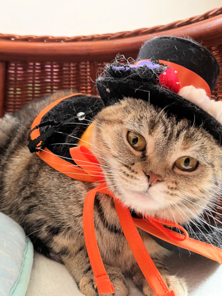 画像の説明 画像の説明