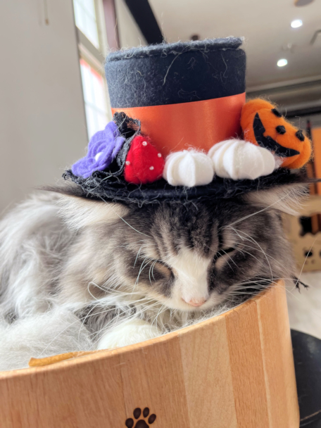 画像の説明 画像の説明