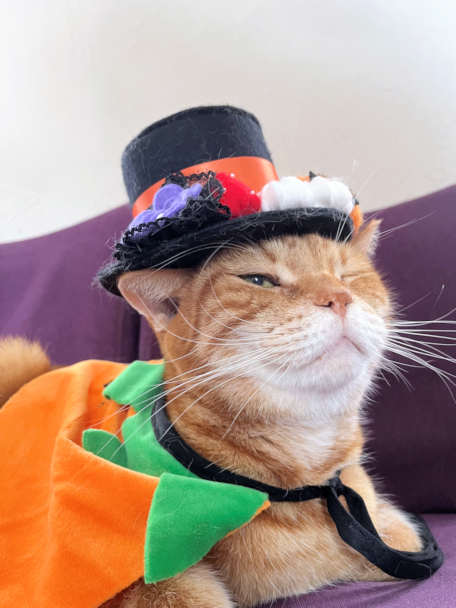 画像の説明 画像の説明