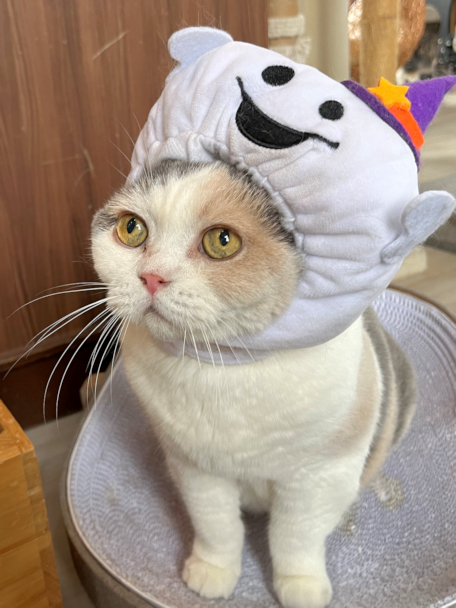 画像の説明 画像の説明