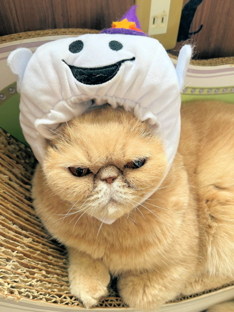 画像の説明 画像の説明