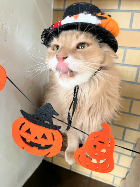 画像の説明 画像の説明