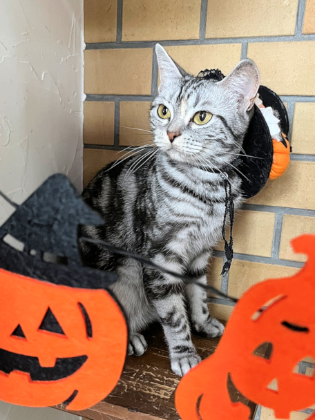 画像の説明 画像の説明