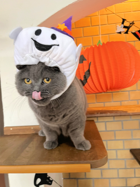 画像の説明 画像の説明