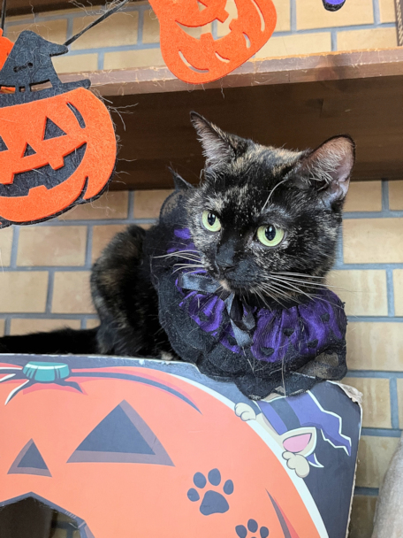 画像の説明 画像の説明