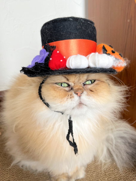 画像の説明 画像の説明