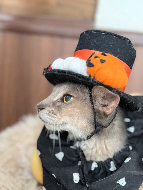 画像の説明 画像の説明