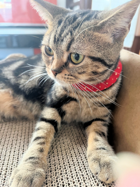 画像の説明 画像の説明