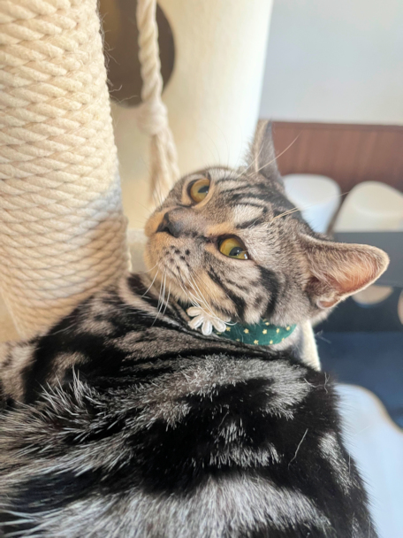 画像の説明 画像の説明