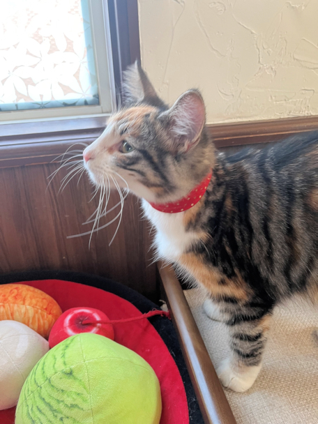 画像の説明 画像の説明