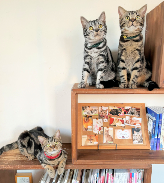 画像の説明 画像の説明