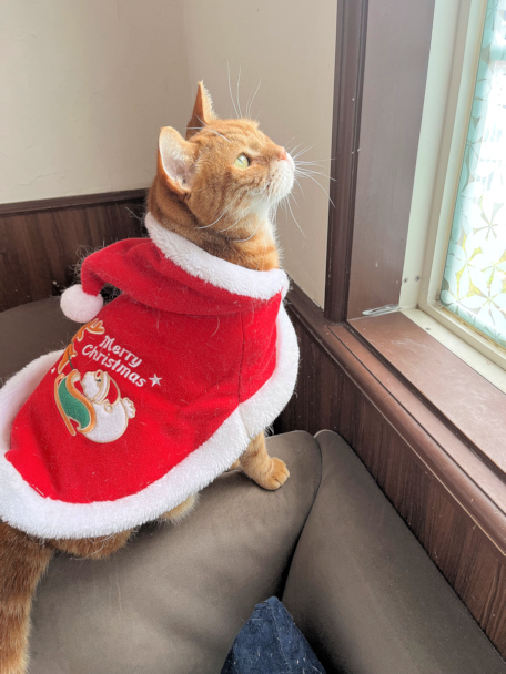 画像の説明 画像の説明