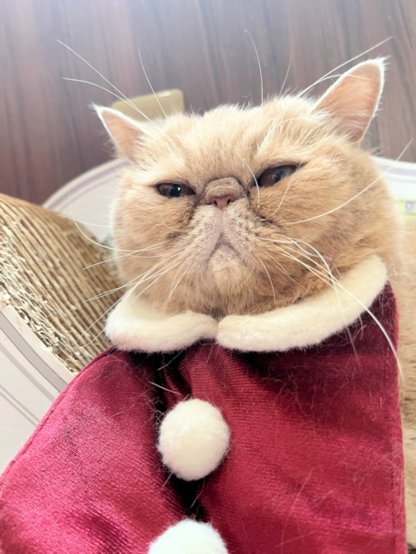 画像の説明 画像の説明