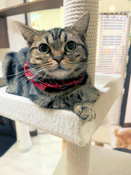 画像の説明 画像の説明