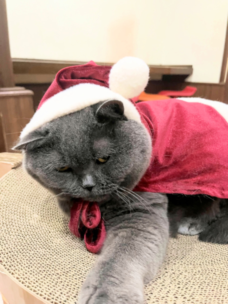 画像の説明 画像の説明