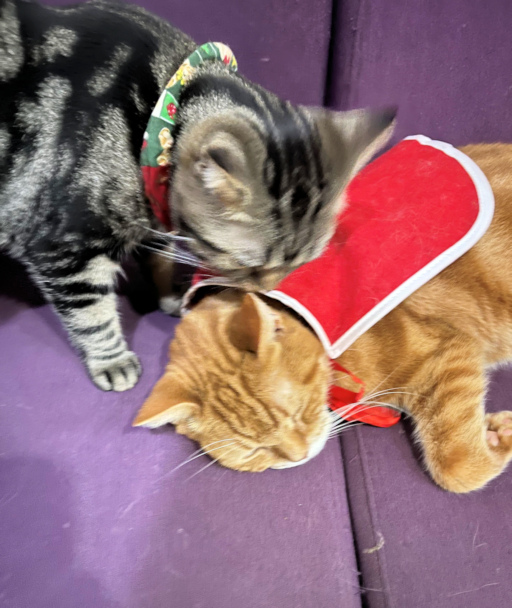 画像の説明 画像の説明