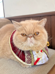 画像の説明