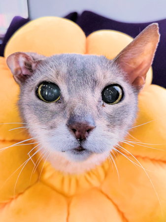 画像の説明 画像の説明