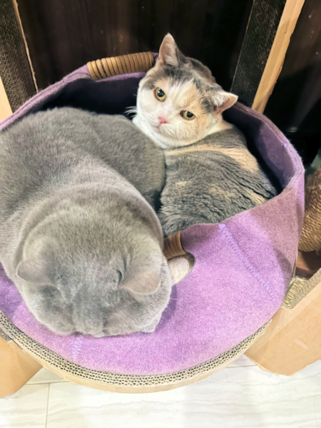 画像の説明