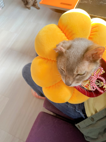 画像の説明 画像の説明