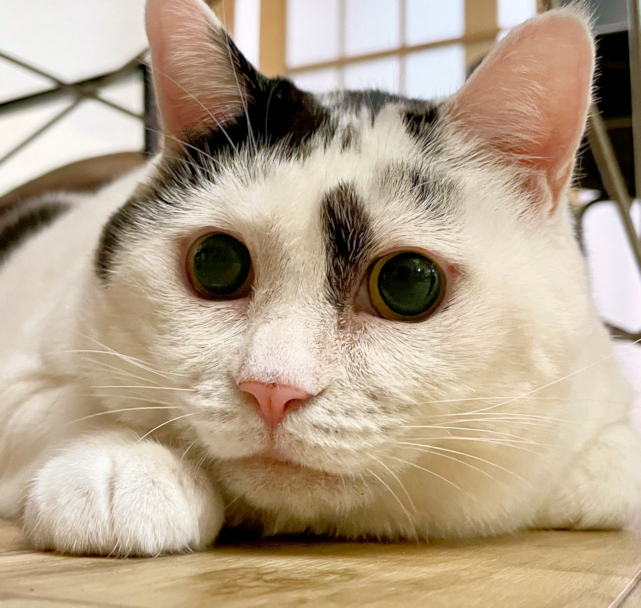 画像の説明 画像の説明