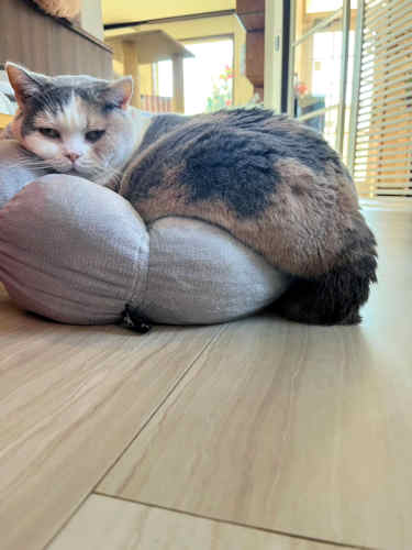 画像の説明