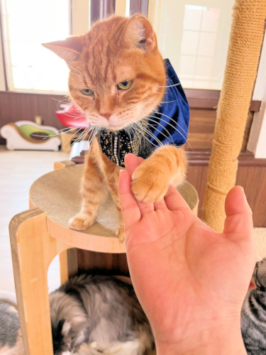 画像の説明