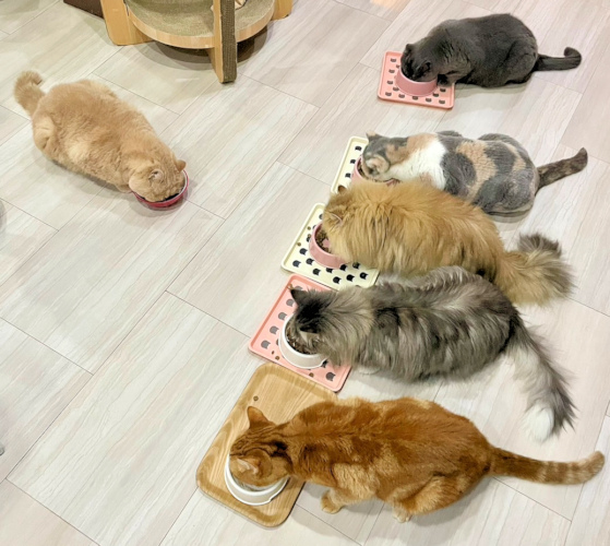 画像の説明