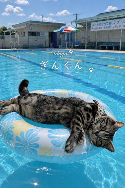 プールでくつろぐ銀くん