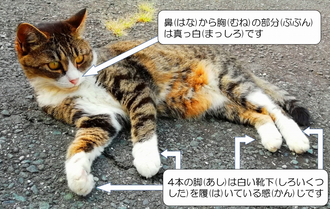 迷子猫捜索依頼 アダージョなブログ Welcome To 猫がいるカフェ Adagio