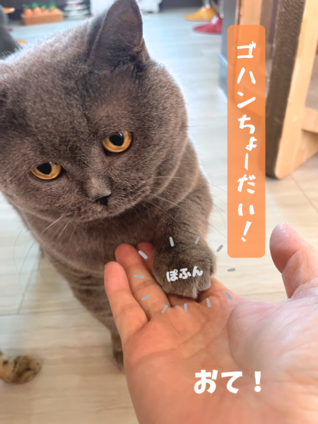 カリカリをください カリカリをください