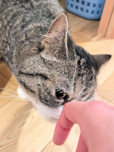 画像の説明